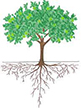تناوب رشد ریشه  (بخش زمینی) و رشد شاخه ها و برگ ها (بخش هوایی) در درختان مرکبات