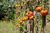 سه بیماری مهم گیاه گوجه فرنگی
