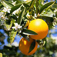 پرتقال کوهی، بُلُف بازاری است (پرتقال والنسیا یا پرتقال تابستانه)