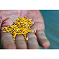 ضدعفونی بذور برنج قبل از کاشت با قارچ کش ها