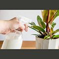 تاثیر محلول پاشی شیر در کنترل بیماری سفیدک پودری گیاهان