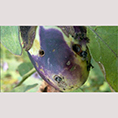 پروانه میوه خوار (لارو پروانه ای – کرم بادمجان) بادمجان