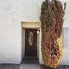خسارت کنه تارعنکبوتی روی سرو